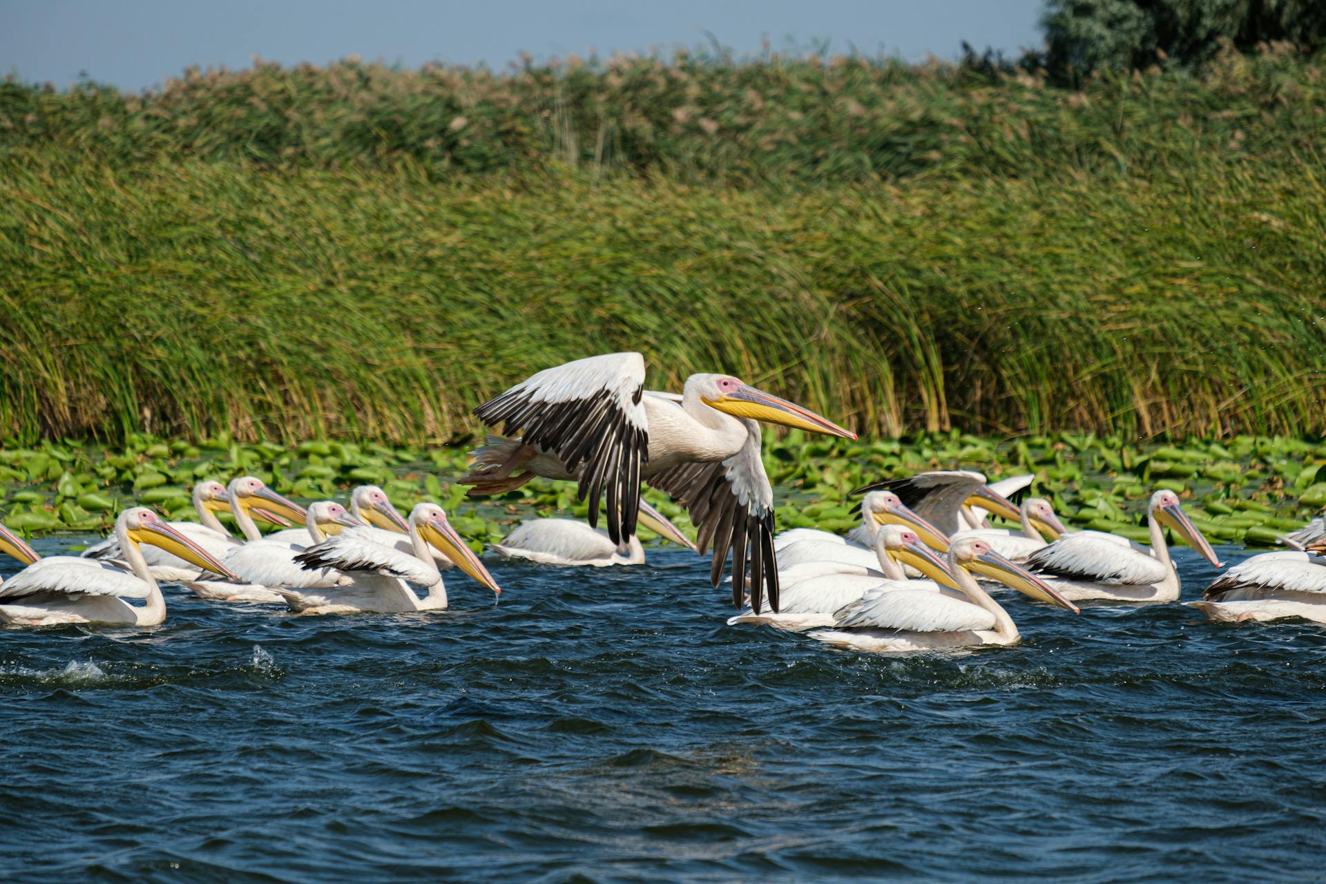 Delta Dunării: paradisul biodiversității din Europa