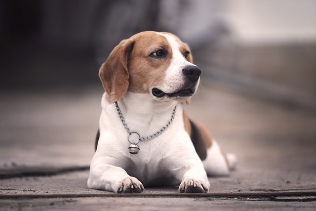 Beagle: un câine vesel, loial și mereu curios