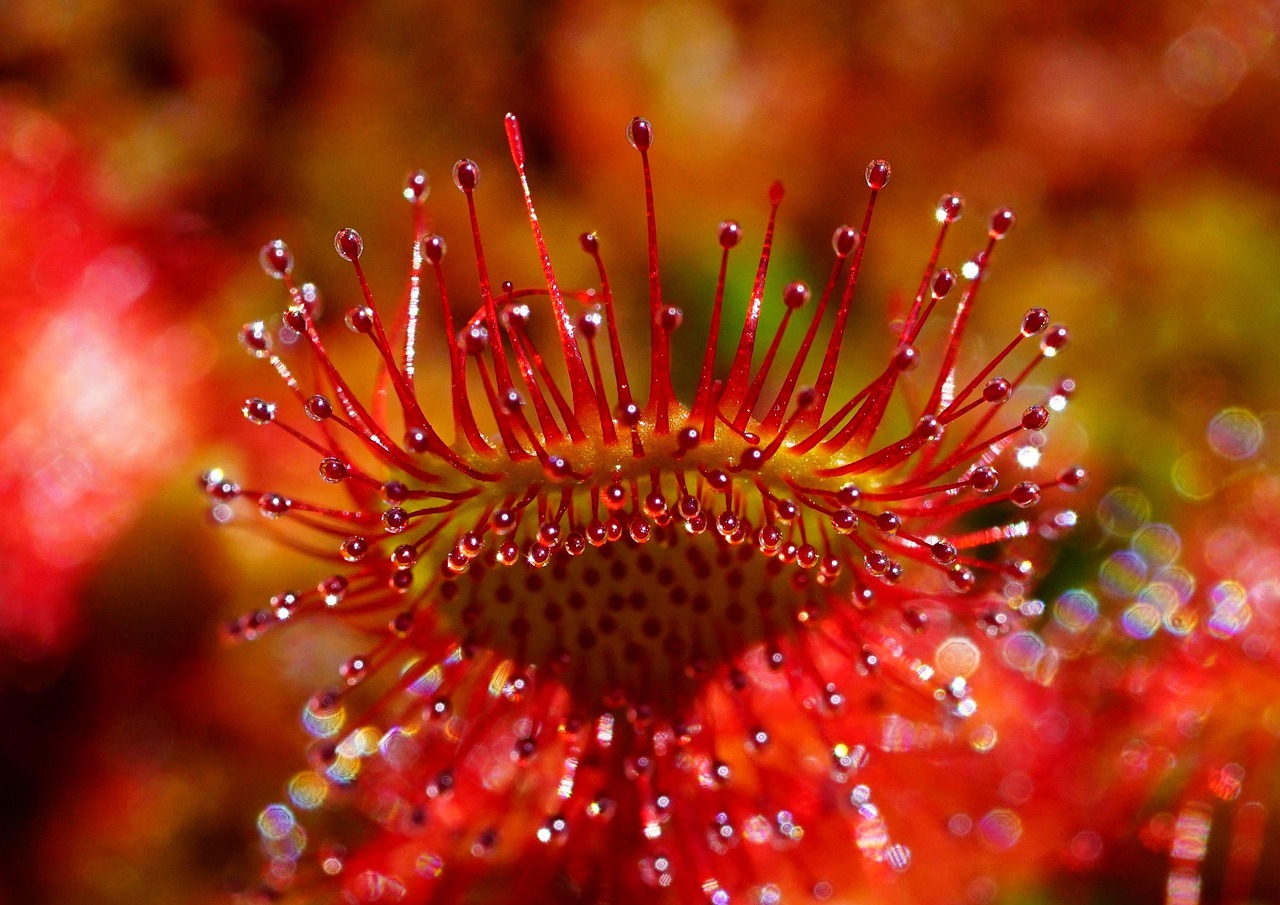 Drosera – planta carnivoră cu tentacule lipicioase și frumusețe hipnotizantă