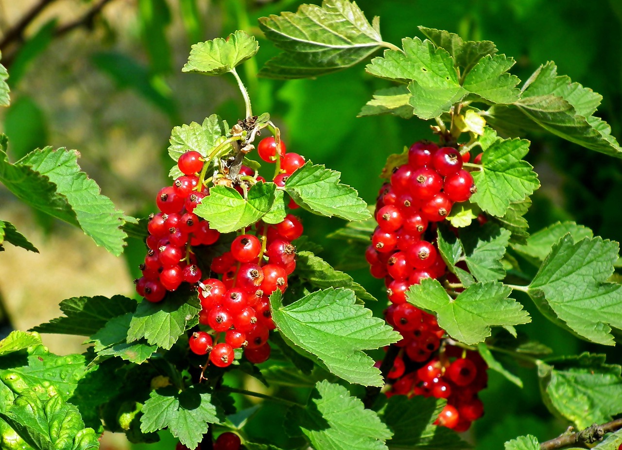 Frunza matură – „uzina verde” a plantelor