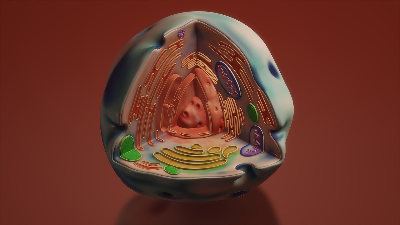 Ce sunt lizozomii și cum funcționează în celulă