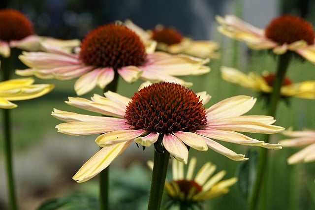 Echinaceea: beneficiile sale în organism